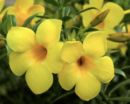 Alamanda Kuning - Allamanda cathartica