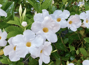 Alamanda Putih - Allamanda cathartica