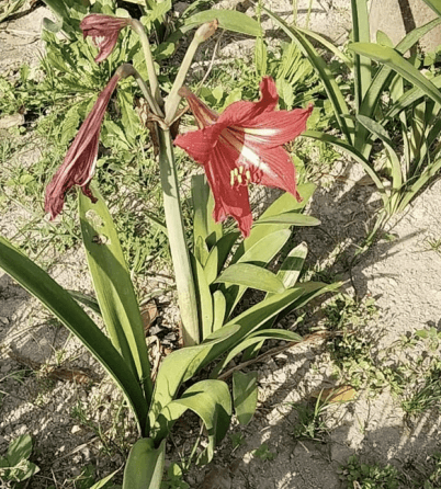 Amarilis - Hippeastrum sp.