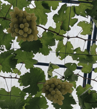 Anggur - Vitis vinifera L.