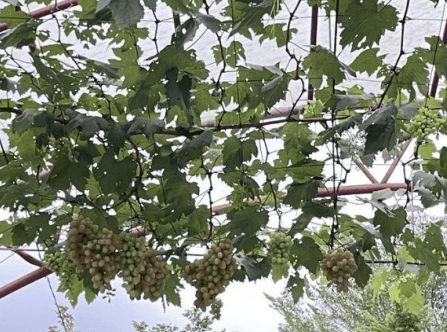 Anggur - Vitis vinifera