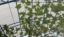 Anggur Hijau - Vitis vinifera L.