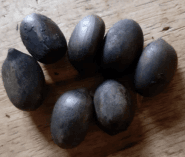 Aren - Arenga pinnata