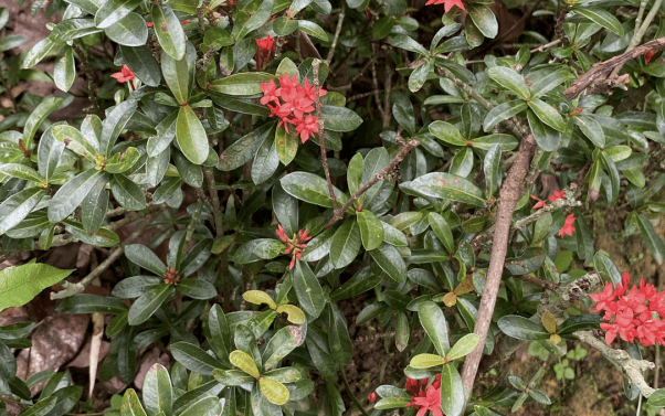 Asoka - Ixora sp.