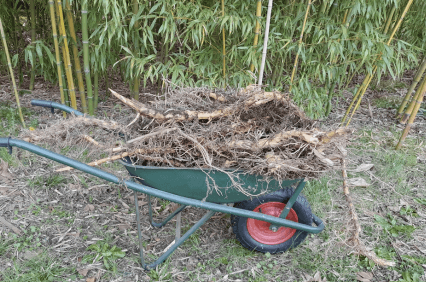 Bambu - Bambusa sp.
