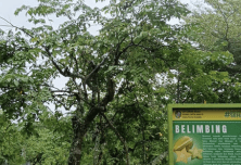 Belimbing - Averrhoa carambola L.