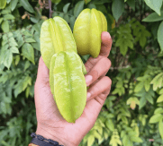 Belimbing Buluh - Averrhoa bilimbi