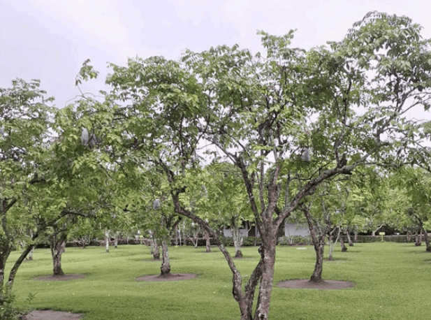 Belimbing Manis - Averrhoa carambola L.