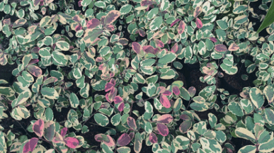 Breynia Disticha - Breynia disticha