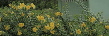 Bunga Alamanda - Allamanda cathartica L.