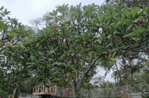 Bunga Kamboja - Plumeria rubra L.