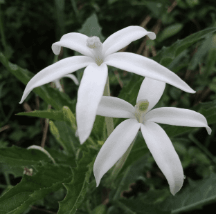 Bunga Katarak - Catharanthus roseus