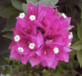 Bunga Kertas - Bougainvillea sp.