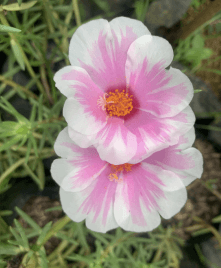 Bunga Krokot - Portulaca grandiflora
