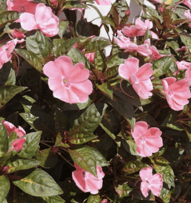 Bunga Pacar Air - Impatiens walleriana