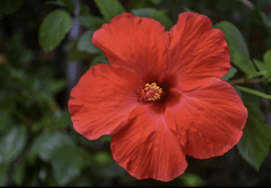 Bunga Sepatu - Hibiscus rosa-sinensis L.