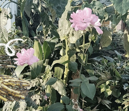 Bunga Waru Landak - Hibiscus sp.