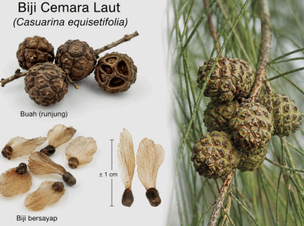 Cemara Laut - Casuarina equisetifolia