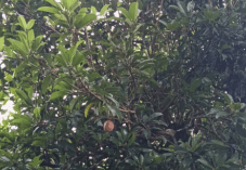 Cemara Udang - Casuarina equisetifolia L.