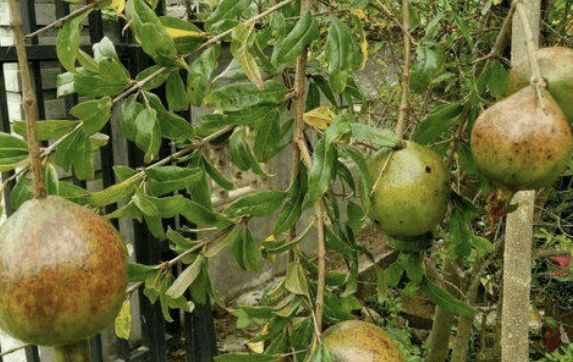 Delima - Punica granatum