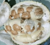 Durian - Durio zibethinus Murr.