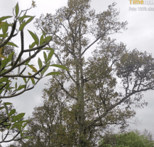 Durian - Durio zibethinus Murr.