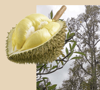 Durian - Durio zibethinus
