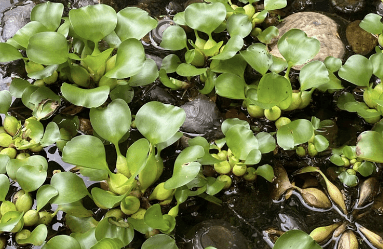 Eceng Gondok - Eichhornia crassipes