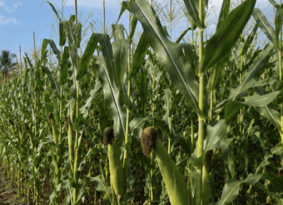 Tanaman Jagung - Zea mays L.