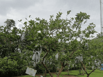 Jambu Air - Syzygium aqueum (Burm.f.) Alston