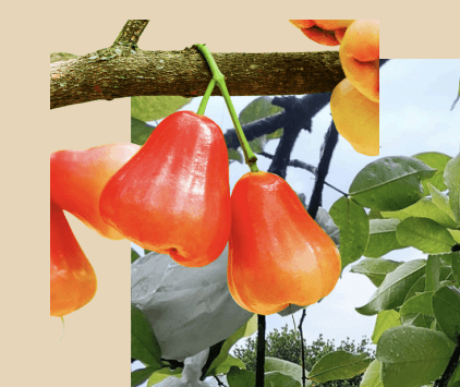 Jambu Air - Syzygium aqueum (Burm.f.) Alston