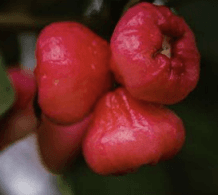 Jambu Air - Syzygium aqueum
