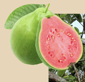 Jambu Biji - Psidium guajava L.