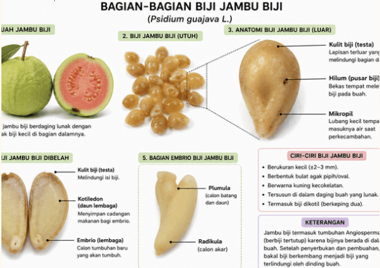 Jambu Biji - Psidium guajava L.