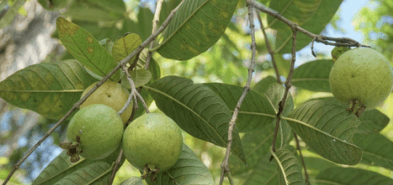 Jambu Biji - Psidium guajava