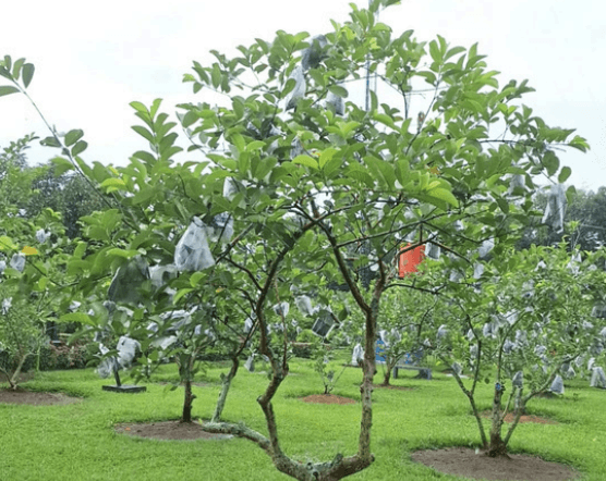 Jambu Biji - Psidium guajava L.