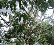 Jambu Biji Merah - Psidium guajava