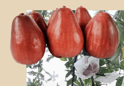 Jambu Bol - Syzygium malaccense