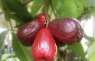 Jambu Bol - Syzygium malaccense