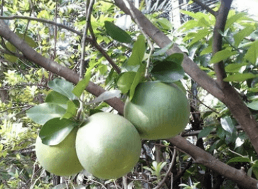 Jeruk Bali - Citrus maxima