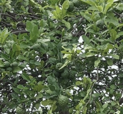 Jeruk Purut - Citrus hystrix
