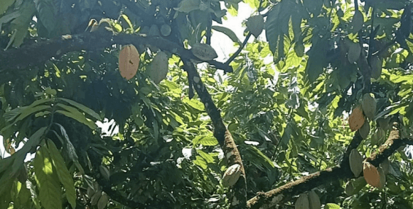Kakao - Theobroma cacao