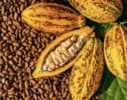 Kakao - Theobroma cacao L.
