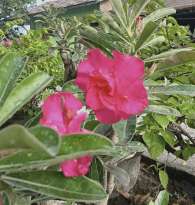Kamboja Pink - Plumeria rubra
