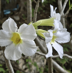 Kamboja Putih - Plumeria alba