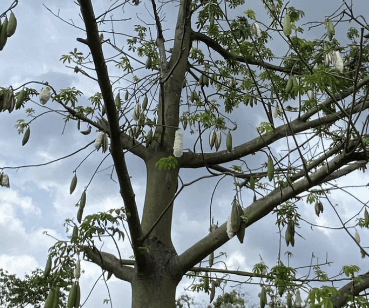 Kapuk Randu - Ceiba pentandra