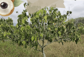 Kelengkeng - Dimocarpus longan