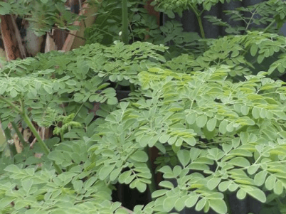 Kelor - Moringa oleifera