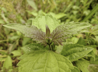 Kirinyuh - Chromolaena odorata