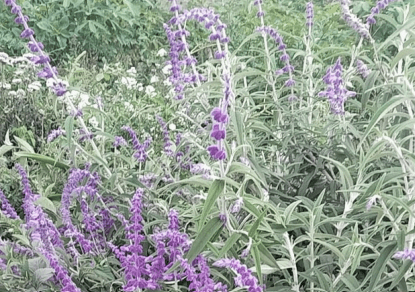 Lavender - Lavandula sp.